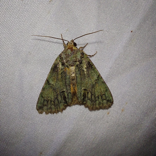 Polyphaenis sericata - selyemfényű erdeibagoly