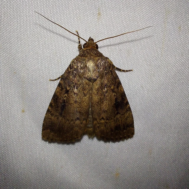 Amphipyra pyramidea - fahéjszínű bagoly