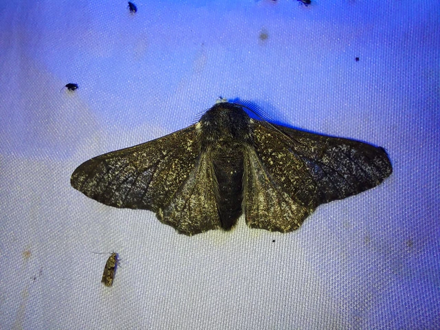 Biston betularia - szürkepettyes araszoló