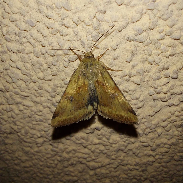Heliothis