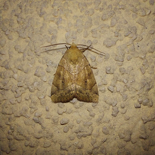 Cosmia trapezina - közönséges lombbagoly