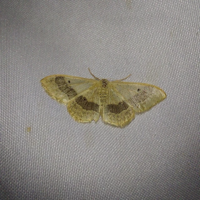 Idaea aversata - nagy sávosaraszoló