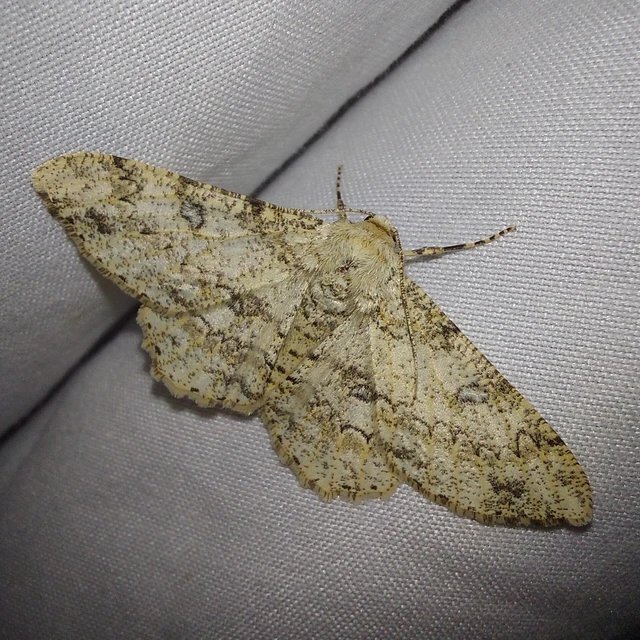 Ascotis selenaria - holdas faaraszoló