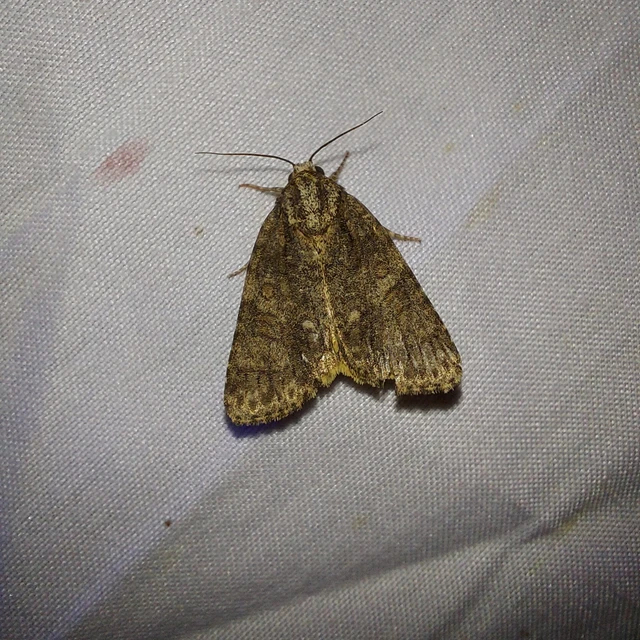Acronicta rumicis - sóska-szigonyosbagoly Acronicta rumicis - sóska-szigonyosbagoly
