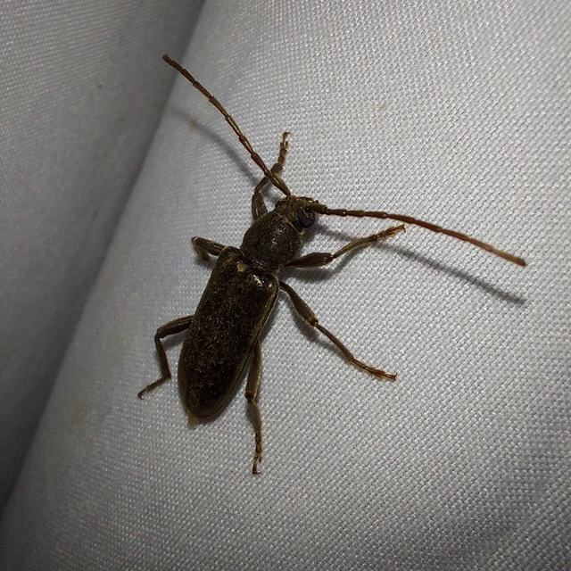 Trichoferus campestris - szállóvendég éjicincér