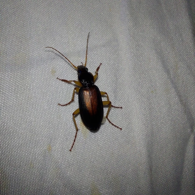 Dolichus halensis - hantfutó