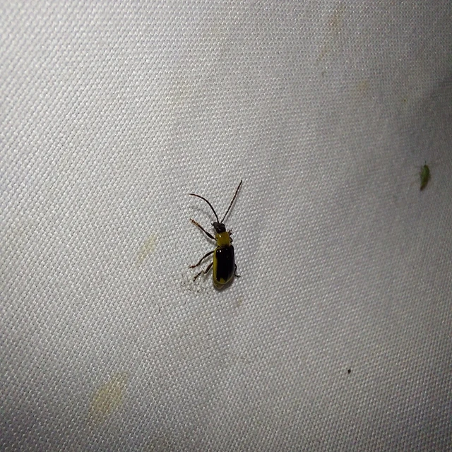 Diabrotica virgifera - amerikai kukoricabogár