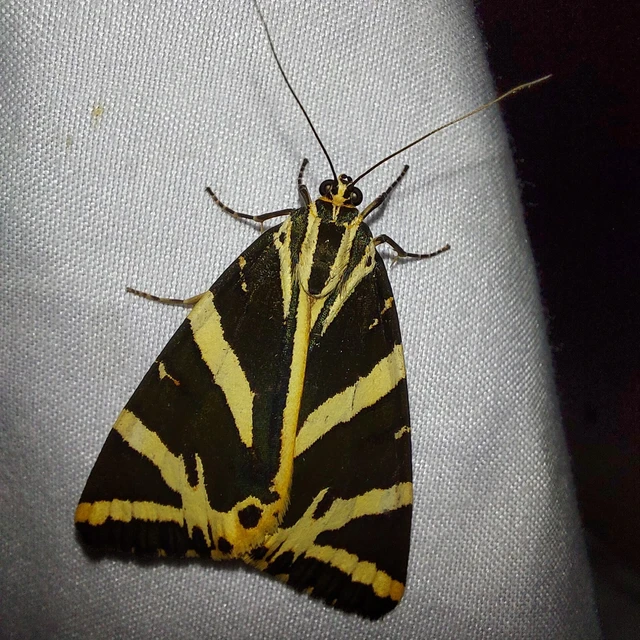 Euplagia quadripunctaria - csíkos medvelepke