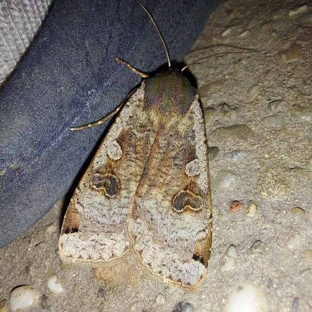 Noctua pronuba - nagy sárgafűbagoly