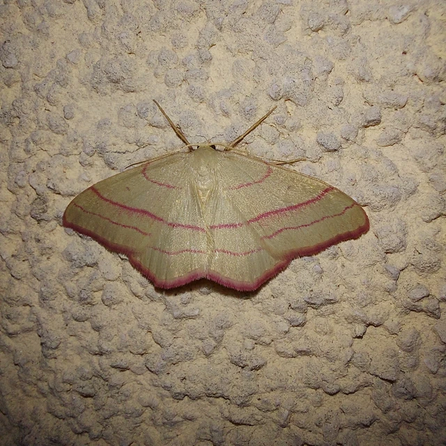 Rhodostrophia vibicaria - pirosszélű araszoló