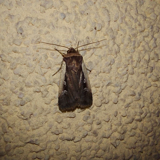 Ochropleura plecta - fehérszegélyű fűbagoly
