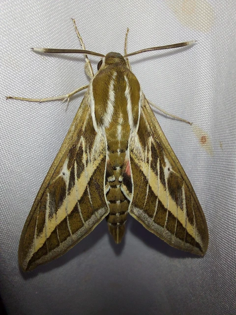 Hyles livornica - sávos szender