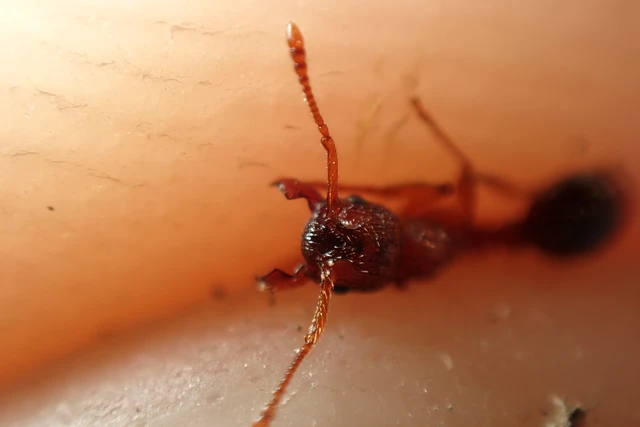 Myrmica sabuleti - gyakori bütyköshangya