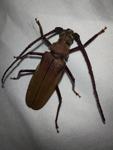 Aegosoma scabricorne - diófacincér Aegosoma scabricorne - diófacincér