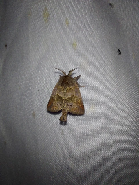 Clostera pigra - apró levélszövő