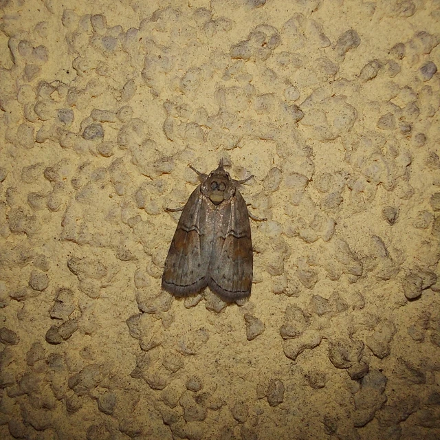 Nycteola asiatica - nyárfa-trapézbagoly
