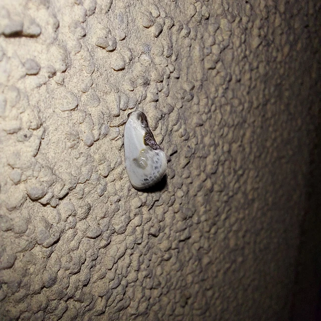 Cilix glaucata - törpe sarlósszövő
