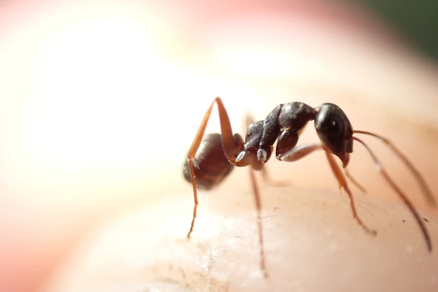 Formica fusca - kormos rabszolgahangya