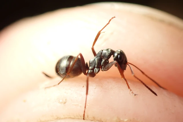 Formica fusca - kormos rabszolgahangya