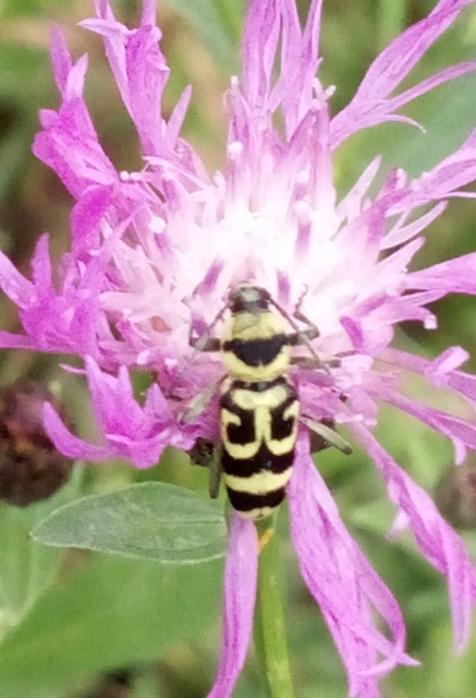 Chlorophorus varius - díszes darázscincér Chlorophorus varius - díszes darázscincér