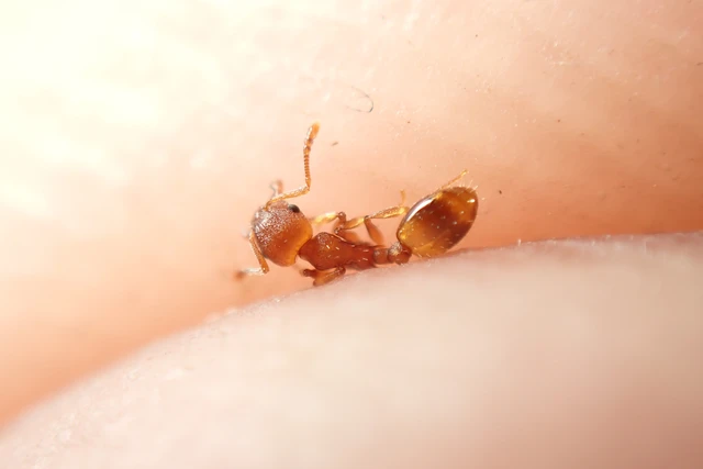 Temnothorax crassispinus - gubacslakó kéreghangya