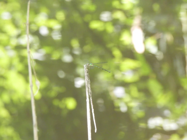 Chalcolestes viridis - nyugati zöld-rablószitakötő