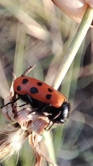Mylabris crocata - pettyes hólyaghúzó Mylabris crocata - pettyes hólyaghúzó