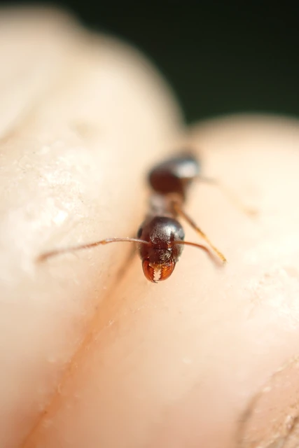 Lasius niger - közönséges feketehangya