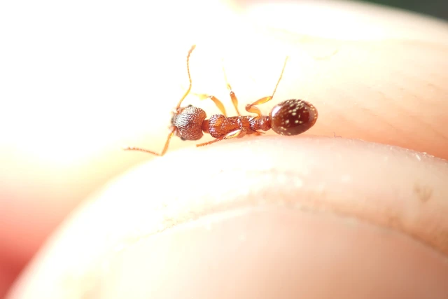 Myrmica sabuleti - gyakori bütyköshangya
