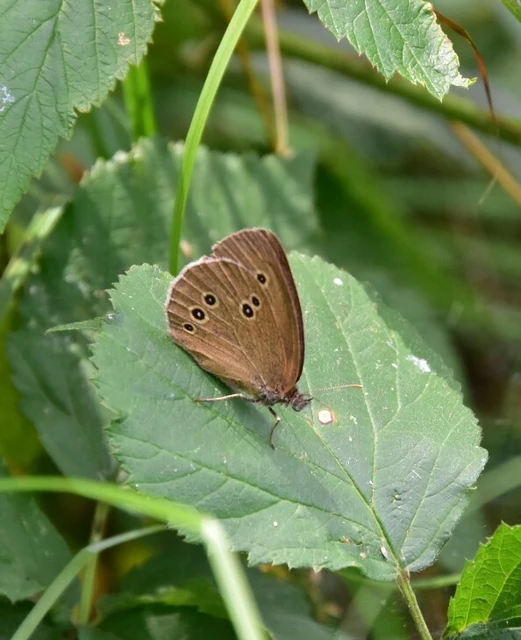 Aphantopus hyperanthus - közönséges ökörszemlepke