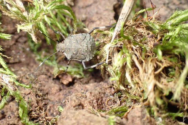 Halyomorpha halys - ázsiai márványospoloska Halyomorpha halys - ázsiai márványospoloska