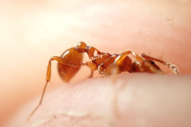 Myrmica rubra - közönséges bütyköshangya