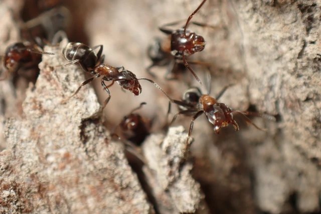 Liometopum microcephalum - tölgyfahangya