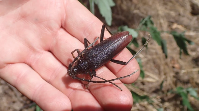 Cerambyx cerdo - nagy hőscincér
