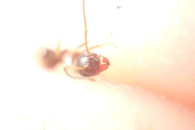 Lasius platythorax - erdei feketehangya