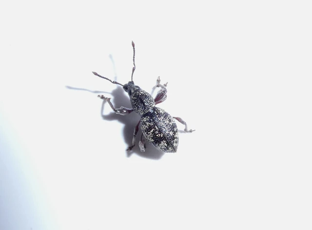 Otiorhynchus fullo - aranypikkelyes gyalogormányos
