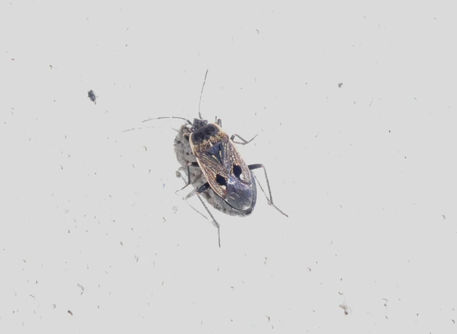 Graptopeltus lynceus - homoki díszesbodobács Graptopeltus lynceus - homoki díszesbodobács