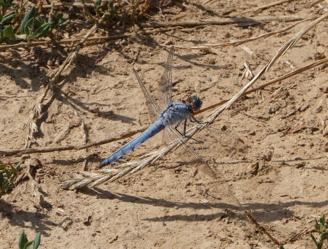 Orthetrum brunneum - pataki pásztorszitakötő Orthetrum brunneum - pataki pásztorszitakötő