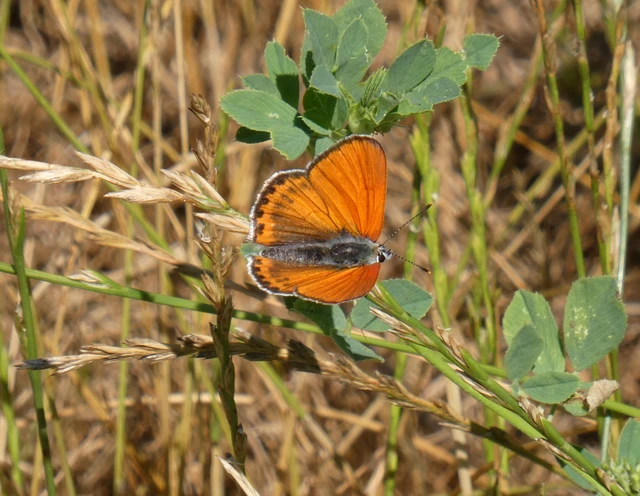 Lycaena thersamon - kis tűzlepke