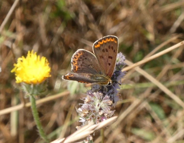 Lycaena tityrus - barna tűzlepke