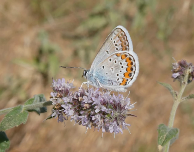 Plebejus argus - ezüstös boglárka