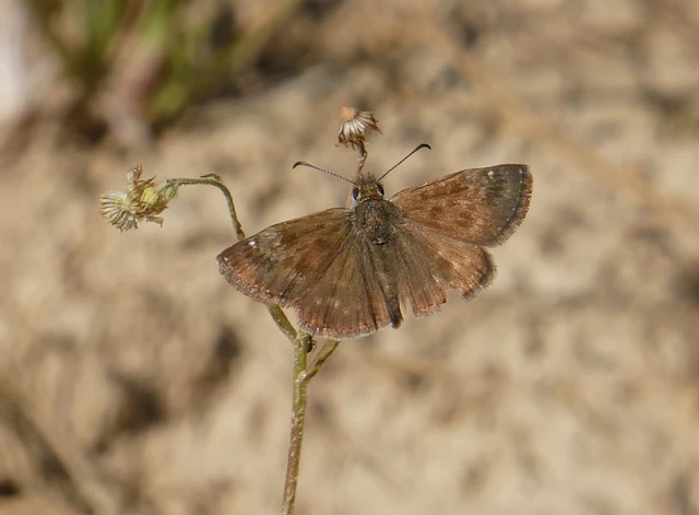 Erynnis tages - cigánylepke