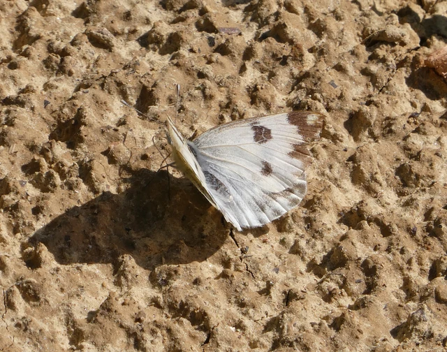 Pontia edusa - rezedalepke