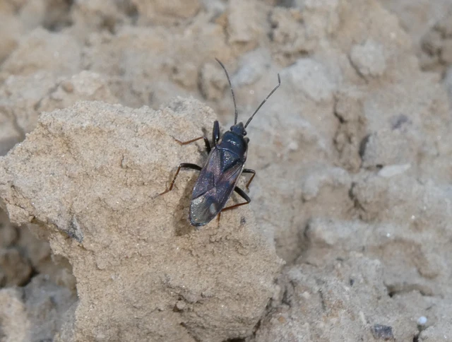 Eremocoris fenestratus - avarbodobács Eremocoris fenestratus - avarbodobács