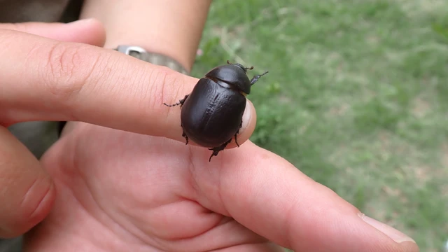 Pentodon idiota - butabogár