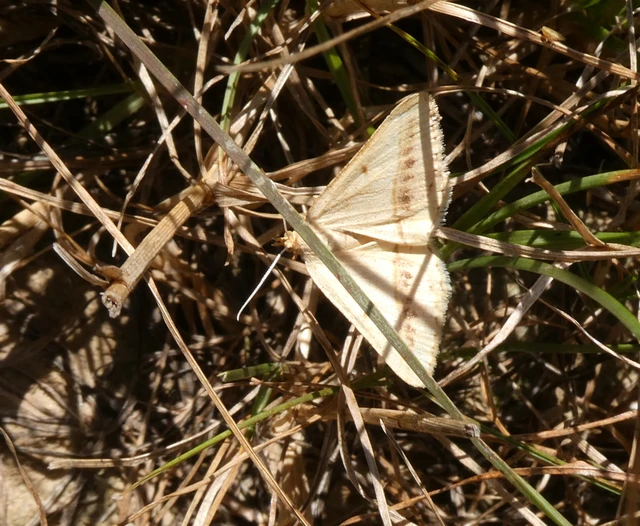 Tephrina arenacearia - lucerna-araszoló