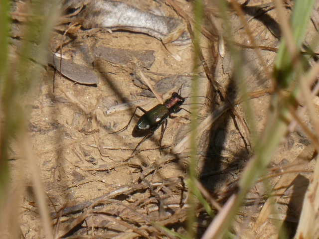 Cylindera germanica - parlagi homokfutrinka