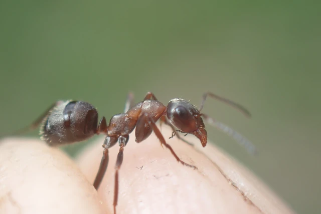 Formica cunicularia - gyakori rabszolgahangya