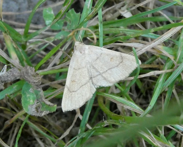 Paracolax tristalis - sárgás karcsúbagoly
