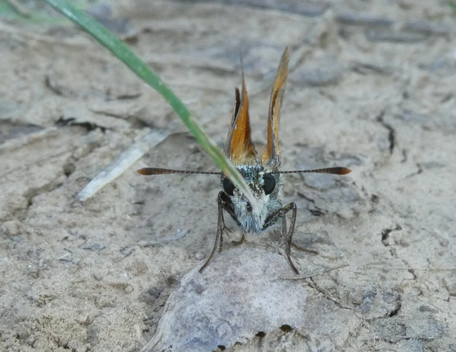 Thymelicus sylvestris - barna busalepke